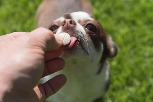獣医師監修 犬にサプリが必要な理由とは 上手な与え方や注意点を紹介します わんクォール