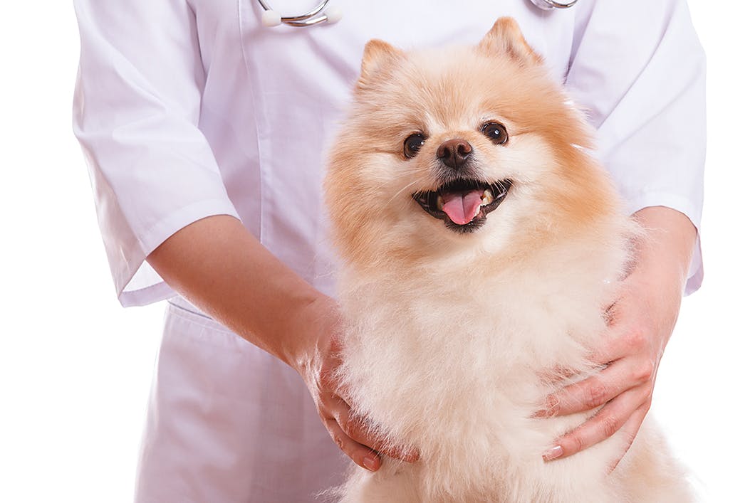 獣医師監修 老犬に多い 犬の心臓病 症状や早期発見のコツとは Illness 病気 わんクォール