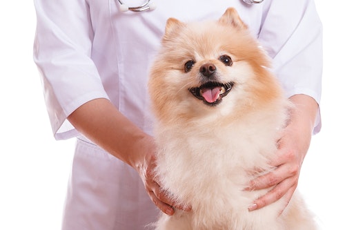 老犬に多い「犬の心臓病」の症状や早期発見のコツとは？【獣医師監修】