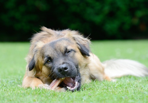 【獣医師アドバイス】犬用ガムを与えるのはどんな時？選びのポイントや注意すべき事故を解説