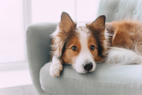 犬は目の病気になりやすい かかりやすい犬の3つ特徴 獣医師監修 わんクォール 犬は目の病気になりやすい かかりやすい犬の3つ特徴 獣医師監修 わんクォール