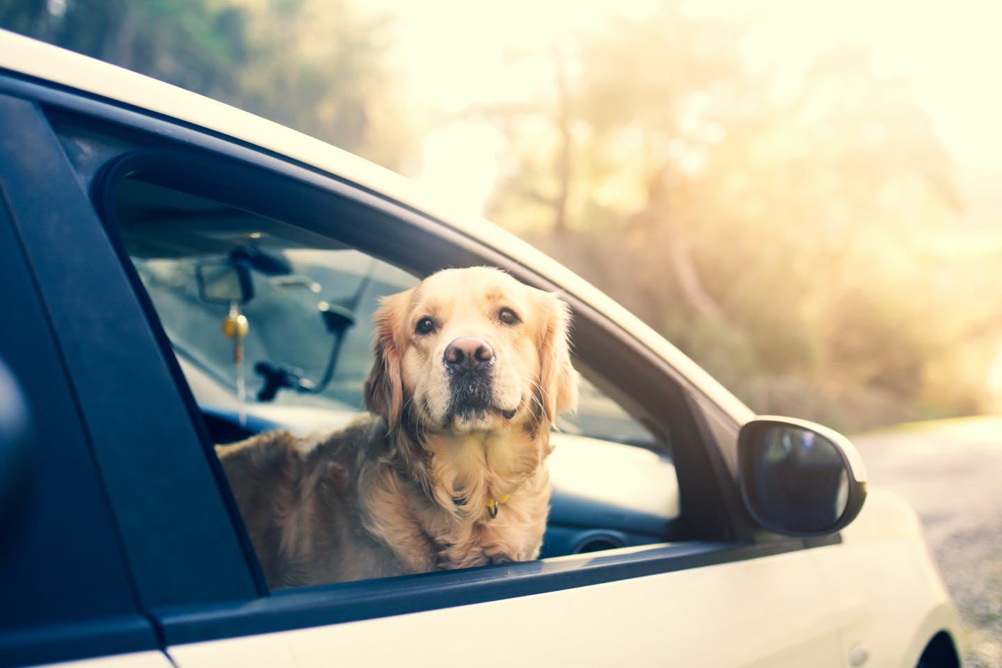 フリーで車に乗せるのは違反 犬を車に乗せるときに必要なグッズとは Active おでかけ わんクォール