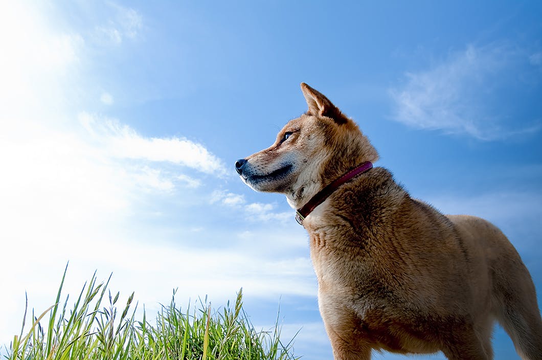 愛犬と信頼関係を築くには 信頼されるためのポイントをご紹介 Training しつけ わんクォール