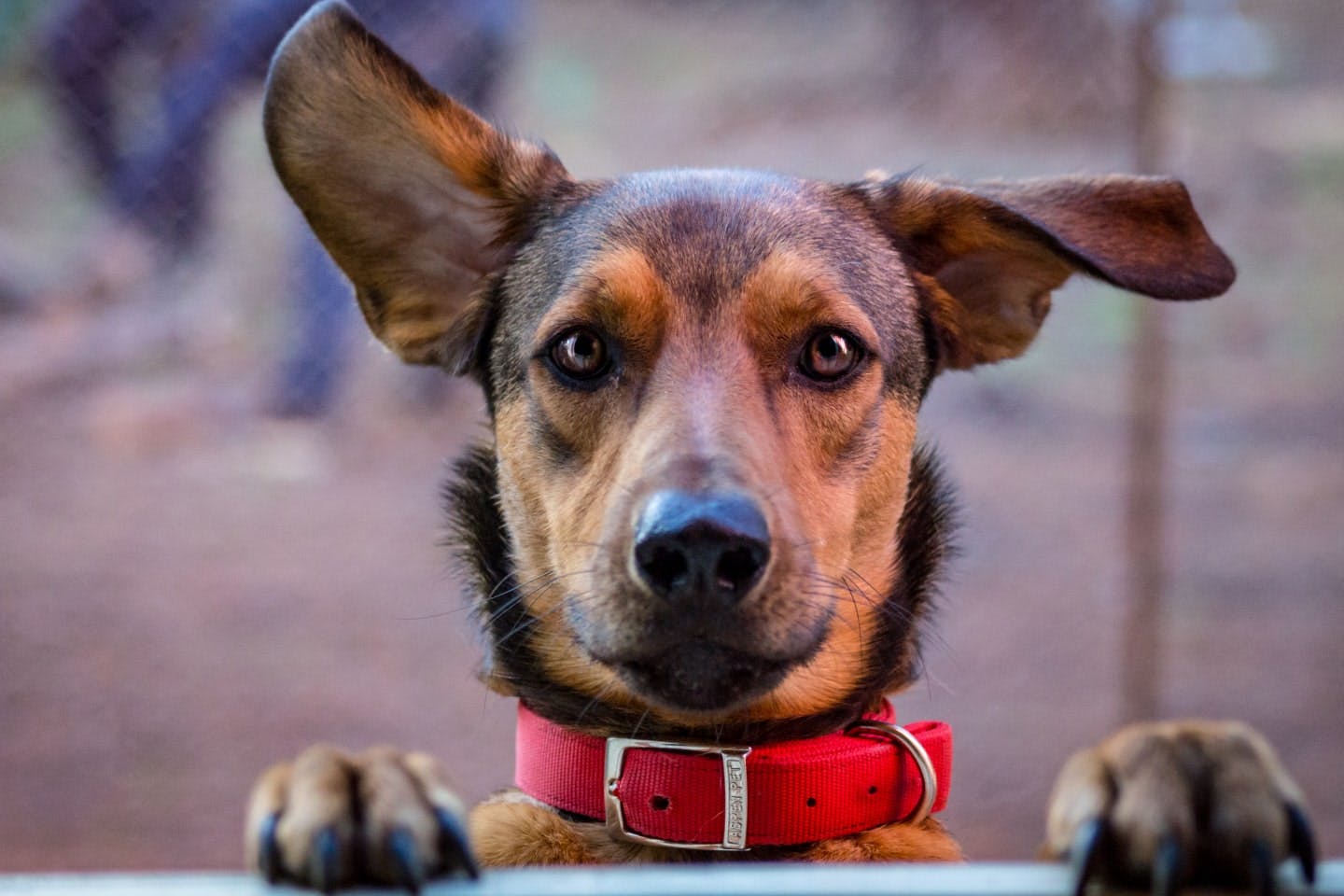 犬の耳から気持ちがわかる？耳の形や病気についても徹底解説