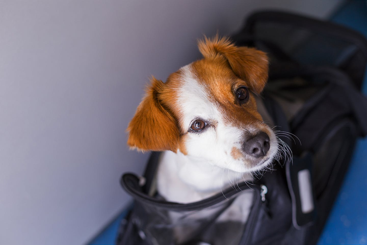 災害時にキャリーバックに入る愛犬