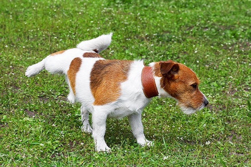 獣医師監修 犬の血尿の原因とは 尿の色別に考えられる病気を解説 わんクォール