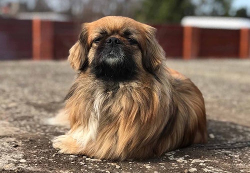 ペキニーズの性格や特徴は 飼い方のコツやかかりやすい病気について解説 獣医師監修 わんクォール ペキニーズの性格や特徴は 飼い方のコツやかかりやすい病気について解説 獣医師監修 わんクォール