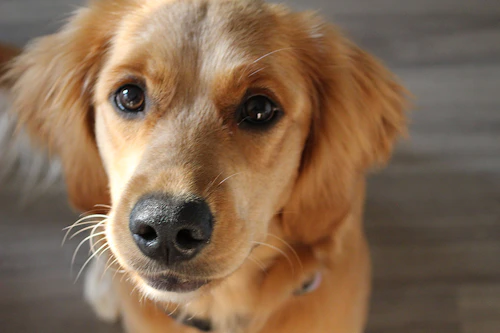 愛犬がストレスなく安心して過ごすために 留守番前にできること わんクォール 愛犬がストレスなく安心して過ごすために 留守番前にできること わんクォール