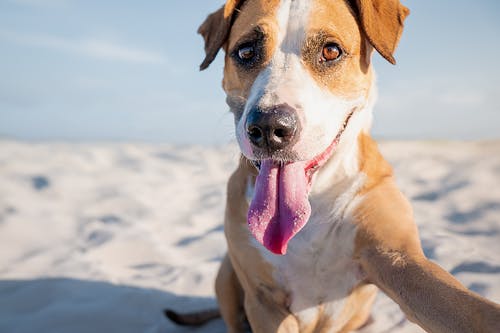 人と犬で体の構造は違う 人にはなくて犬にはある生理現象と注意点 わんクォール