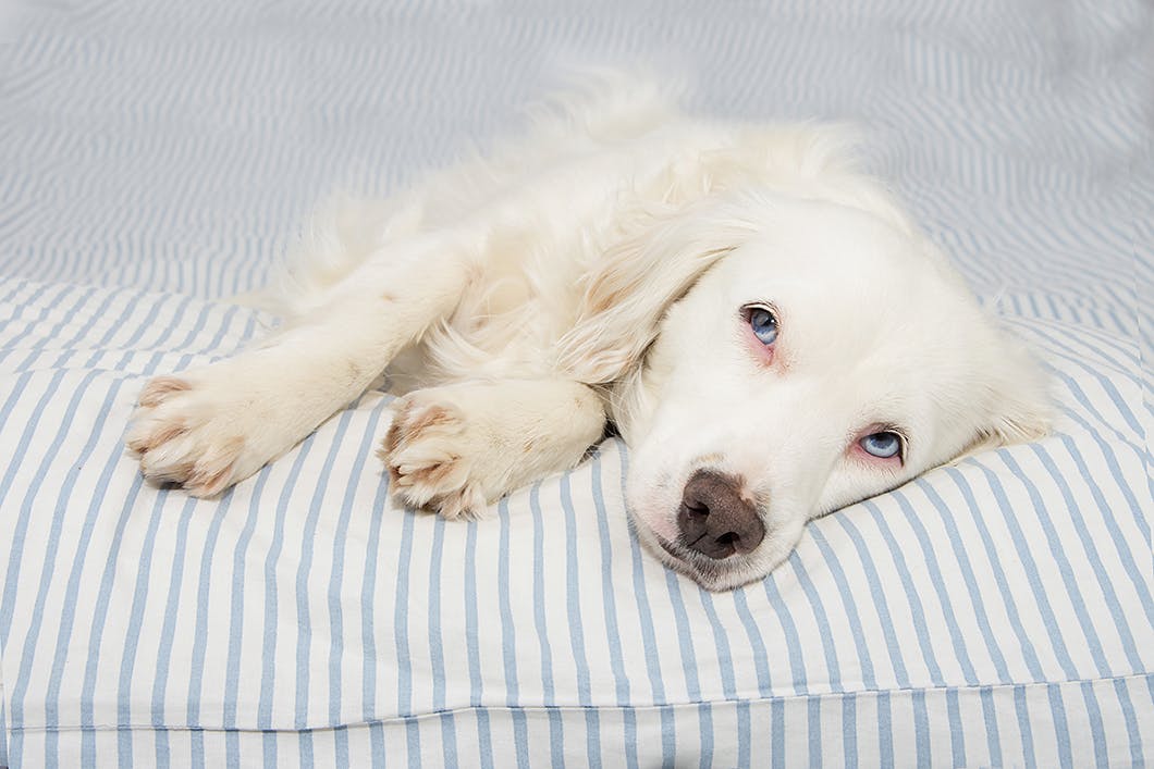 獣医師監修 犬の下痢は動物病院へ行くべき 考えられる原因とは Illness 病気 わんクォール