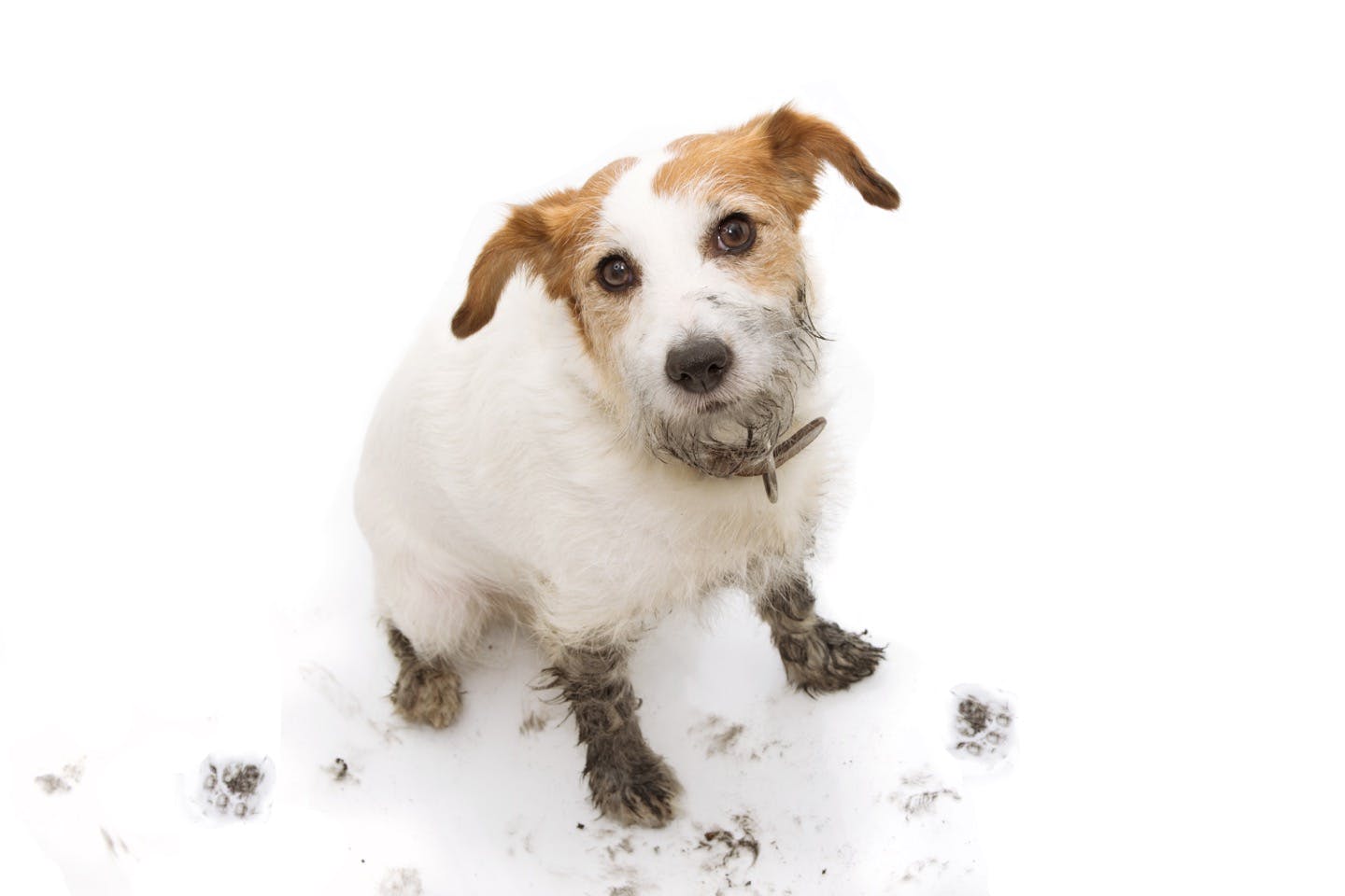 正しく拭いて病気を予防しよう 犬の足拭き のコツや注意点とは Care お手入れ わんクォール