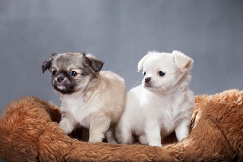 ほかの犬に慣れるにはどうしたらいい 愛犬のための 犬慣れ とは わんクォール