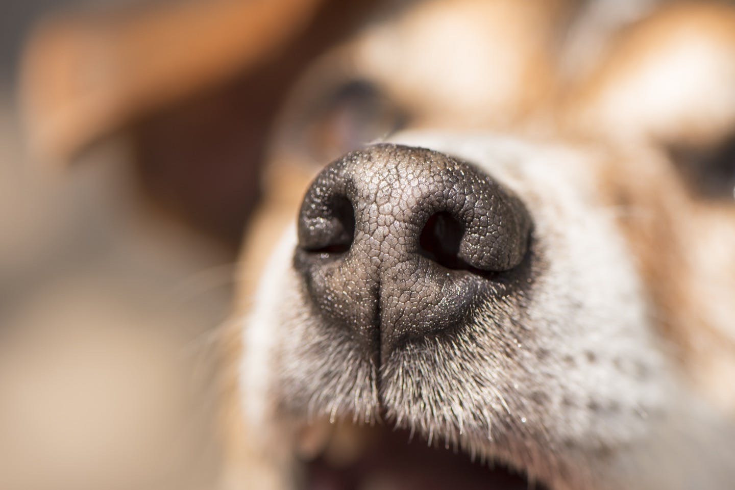 犬の鼻が乾くのは病気 主な原因と病院に連れて行くべき症状を解説 獣医師監修 わんクォール