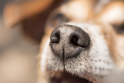 犬の鼻が乾燥するのは病気 主な原因と注意したい症状について解説 獣医師監修 わんクォール