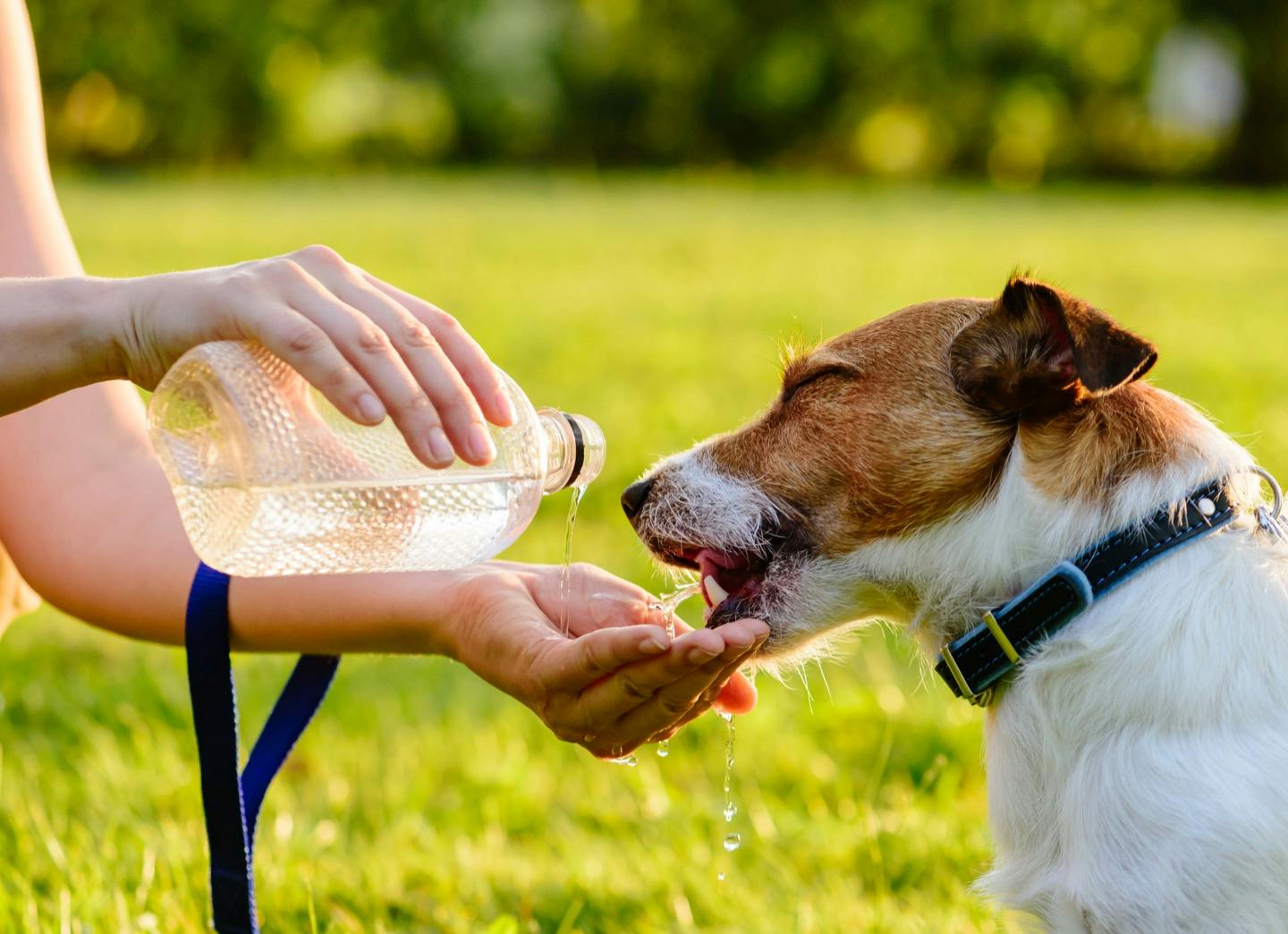 水道水や水素水は与えてok 犬に与えていい水の種類を解説 Illness 病気 わんクォール