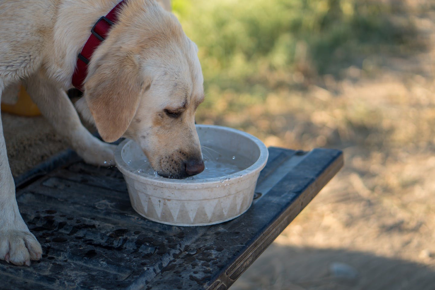 愛犬が水を飲まない理由や対処法は 犬の飲み水に関するfaqまとめ Illness 病気 わんクォール