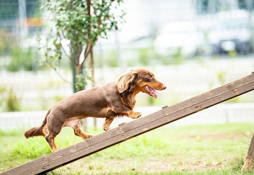 愛犬家の一日 Wanscene Ichicoさん ウェーブ ミニチュアダックスフンド わんクォール