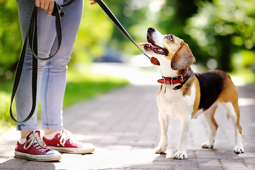 しつけの基本 愛犬に教えておきたい5つのコマンドをご紹介 わんクォール