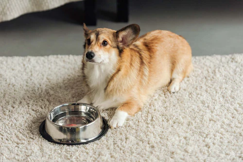 犬が水を飲まないときはどうすればいい 獣医師が解決方法をアドバイス わんクォール 犬が水を飲まないときはどうすればいい 獣医師が解決方法をアドバイス わんクォール