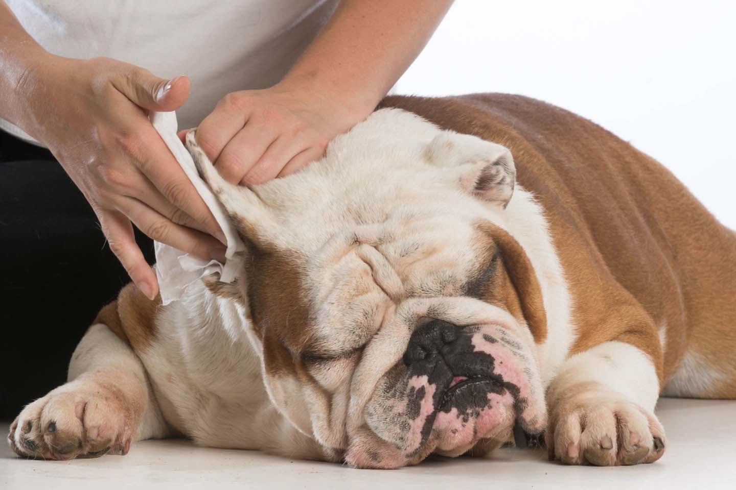 犬の耳掃除のやり方は 正しい手順と頻度 必要な道具や防げる病気について解説 獣医師監修 わんクォール