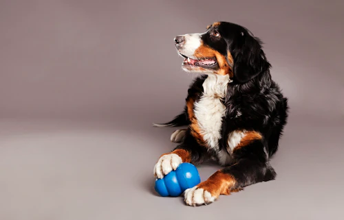 愛犬とおもちゃで遊ぼう おすすめの遊び方 最適なおもちゃをご紹介 わんクォール 愛犬とおもちゃで遊ぼう おすすめの遊び方 最適なおもちゃをご紹介 わんクォール