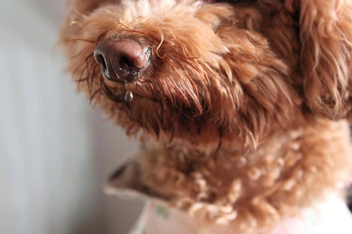 犬の鼻水の原因は 病院に連れて行くべき症状と対処法を解説 獣医師監修 わんクォール