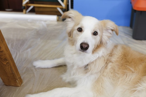 Dog Diy 大型犬専用 インテリアドッグトイレ を作ろう わんクォール Dog Diy 大型犬専用 インテリアドッグトイレ を作ろう わんクォール