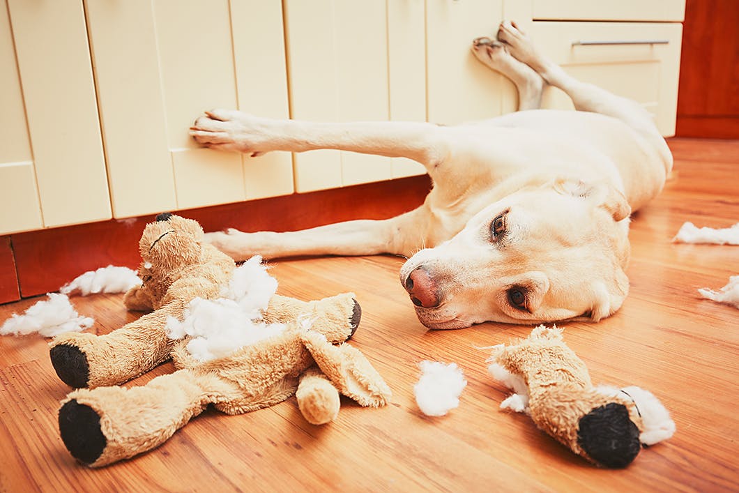 吠える 食ふん 愛犬の留守番中のお悩みに答えます Training しつけ わんクォール