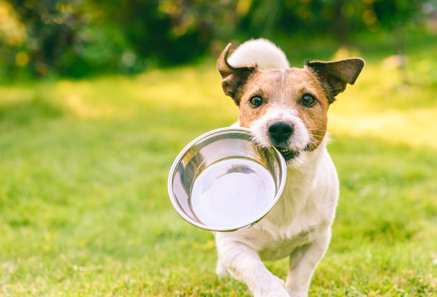 おすすめのフードボウルは？知っておきたい犬の食事グッズの選び方