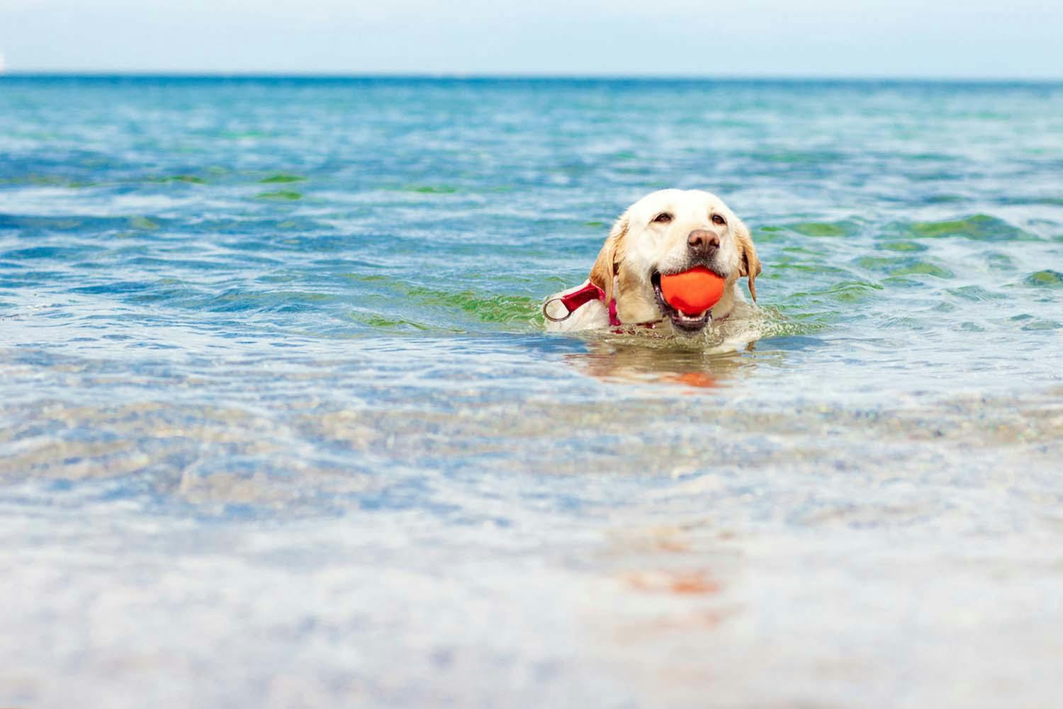 泳ぐ犬　ゴールデンレトリーバー 