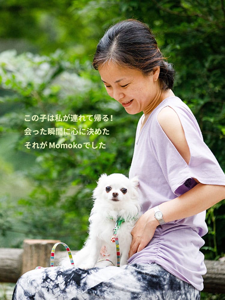 愛犬家の一日《WanScene075》みほ & ももこ（チワワ）|ワンクォール