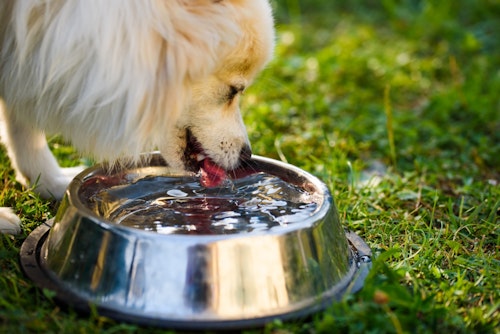 水道水や水素水は与えてok 犬に与えていい水の種類を解説 わんクォール