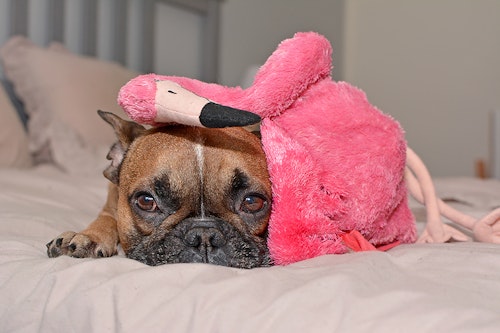 犬がクレートに入らない その理由とクレートが好きになる方法とは わんクォール 犬がクレートに入らない その理由とクレートが好きになる方法とは わんクォール