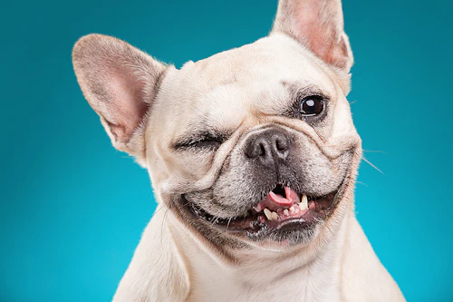 心も体も健康に 愛犬にしてあげたい 4つのマッサージ法 わんクォール