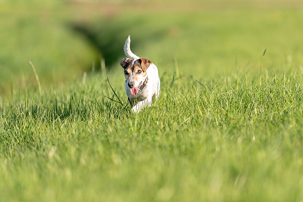 しつけの基本 愛犬に教えておきたい5つのコマンドをご紹介 わんクォール