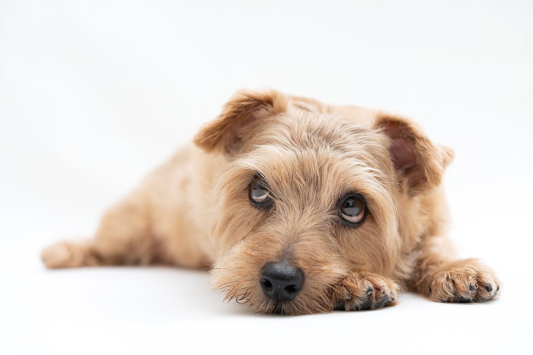 ノーフォーク テリアってどんな犬種 性格 特徴 飼い方などを解説 Community コミュニティ わんクォール