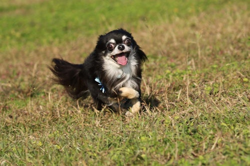犬の目が赤い 充血している原因は 病院に連れて行くべき症状と 考えられる病気や対処法について解説 獣医師監修 わんクォール 犬の目が赤い 充血している原因は 病院に連れて行くべき症状と 考えられる病気や対処法について解説 獣医師監修 わんクォール