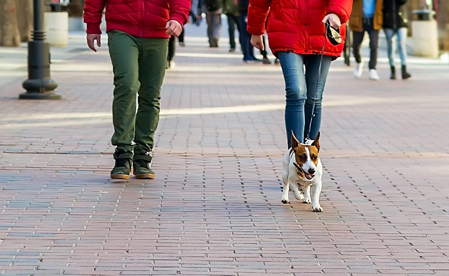 リードで引かれて避難中の犬