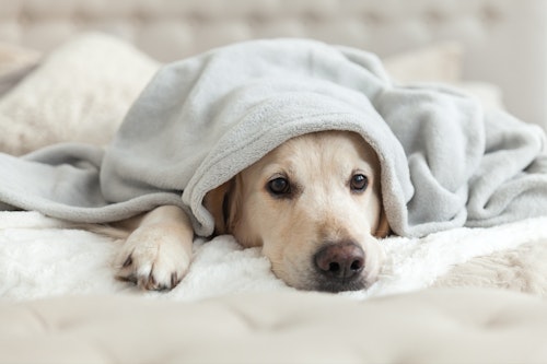 【獣医師監修】犬の3大死因のひとつ「腎臓病」ってどんな病気？