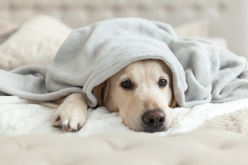 獣医師監修 犬の3大死因のひとつ 腎臓病 ってどんな病気 わんクォール 獣医師監修 犬の3大死因のひとつ 腎臓病 ってどんな病気 わんクォール