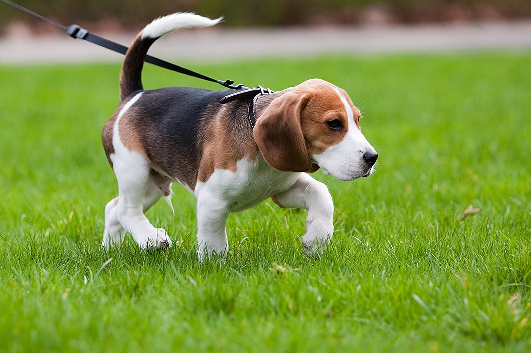 子犬の初めてのお散歩 スタート時期や必要なものなどを解説 Training しつけ わんクォール