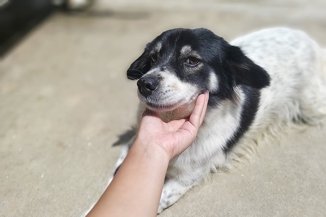 獣医師監修 定期的に実践 見落としがちな犬の健康チェック項目 Illness 病気 わんクォール