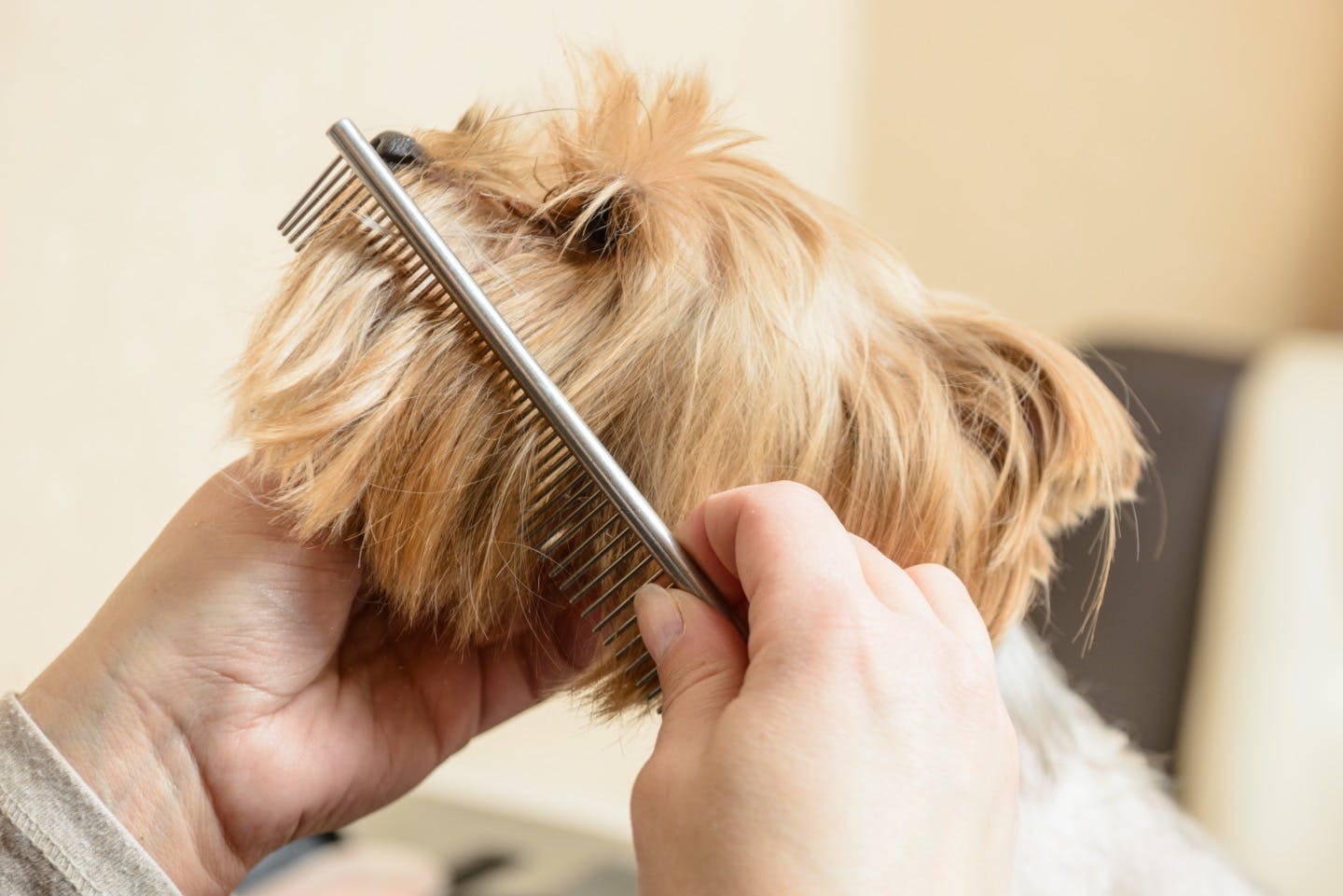 愛犬におすすめのブラシは 犬の毛の長さ別にブラシの種類を解説 Care お手入れ わんクォール