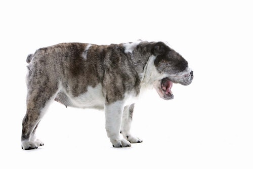 犬のくしゃみが止まらない原因は 考えられる病気や病院に連れていくべき症状 逆くしゃみについても解説 獣医師監修 わんクォール 犬のくしゃみが止まらない原因は 考えられる病気や病院に連れていくべき症状 逆くしゃみについても解説 獣医師監修 わんクォール