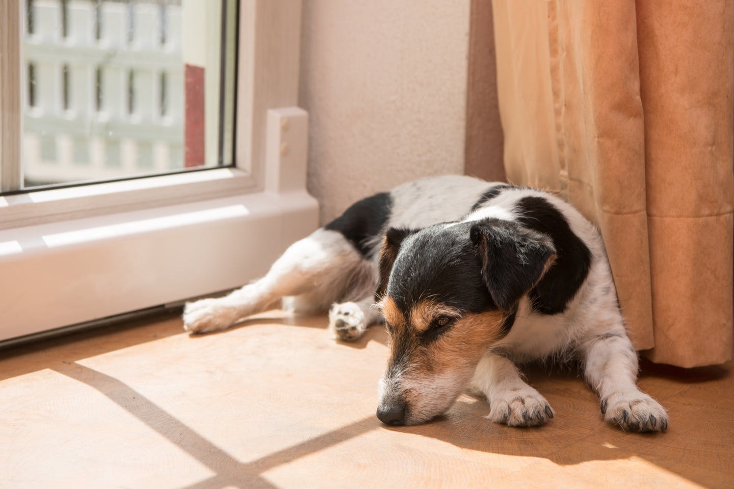 愛犬の熱中症対策　日差しを避ける