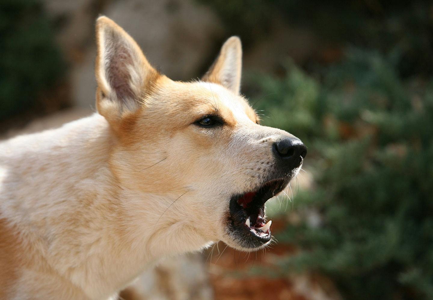 獣医師監修 犬の鳴き声には理由がある ワンワン クゥーンなど鳴く意味やしつけ方についても解説 Illness 病気 わんクォール