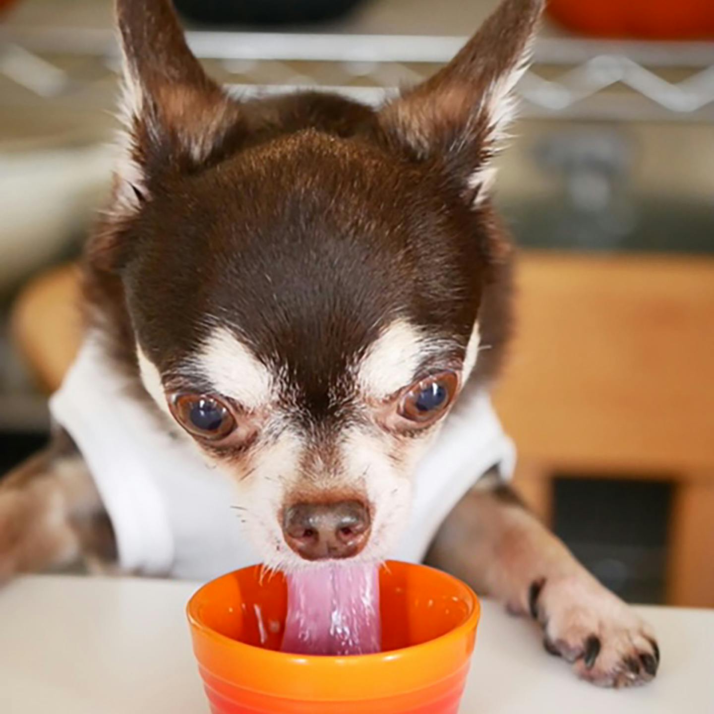 愛犬手作りごはん 夏バテ防止 レシピ Kitchen In Dogs Food ごはん わんクォール