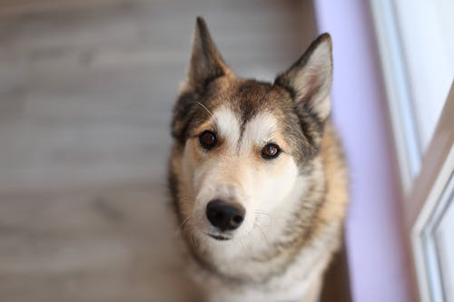 何もないところを見つめるのはなぜ 犬の不思議なしぐさや行動の意味 わんクォール