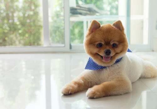 犬に蚊取り線香は大丈夫 使用時の注意点と犬用の虫よけグッズを選ぶポイントを紹介 獣医師監修 わんクォール 犬に蚊取り線香は大丈夫 使用時の注意点と犬用の虫よけグッズを選ぶポイントを紹介 獣医師監修 わんクォール