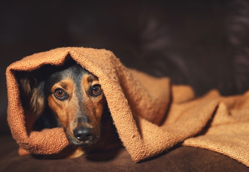 犬が雷を怖がる理由と対処法とは 逆効果になる飼い主のng行動や留守番中はどうすればいいかについて解説 獣医師監修 わんクォール